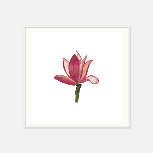 Magnolia